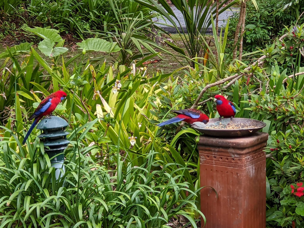 Rosella cremisi - ML278578631