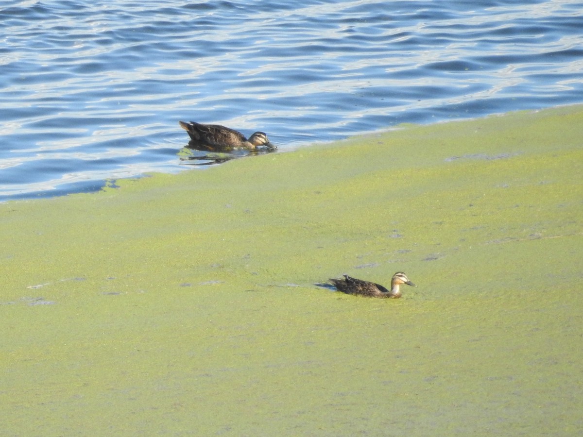 Pacific Black Duck - ML278580421