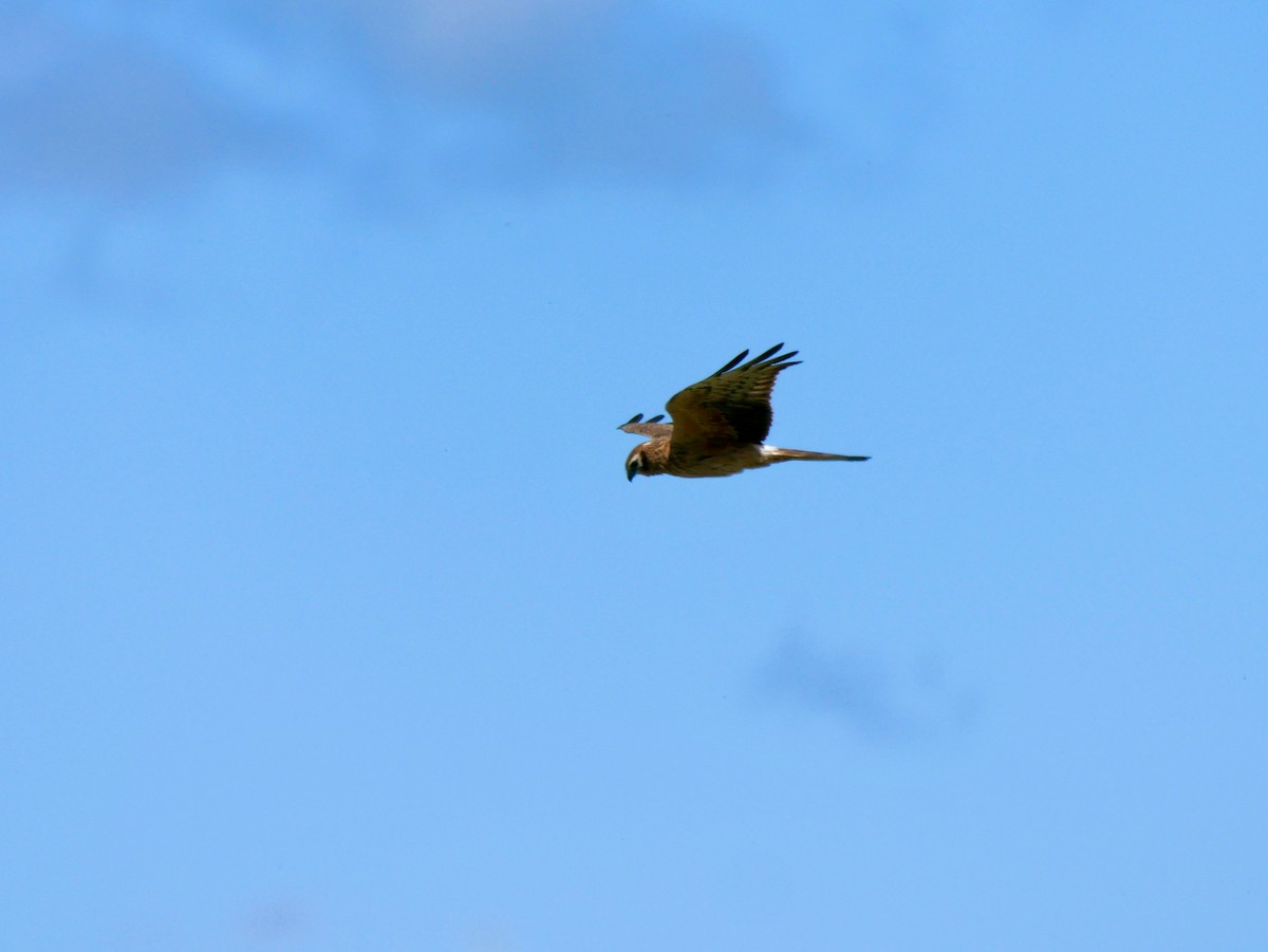 Aguilucho Pálido - ML278580431