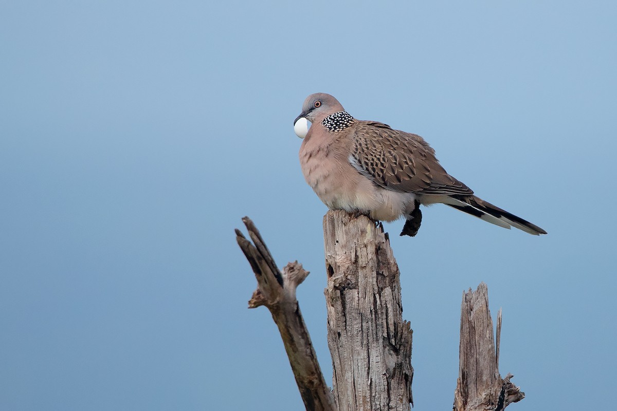 Spotted Dove (Eastern) - Ayuwat Jearwattanakanok