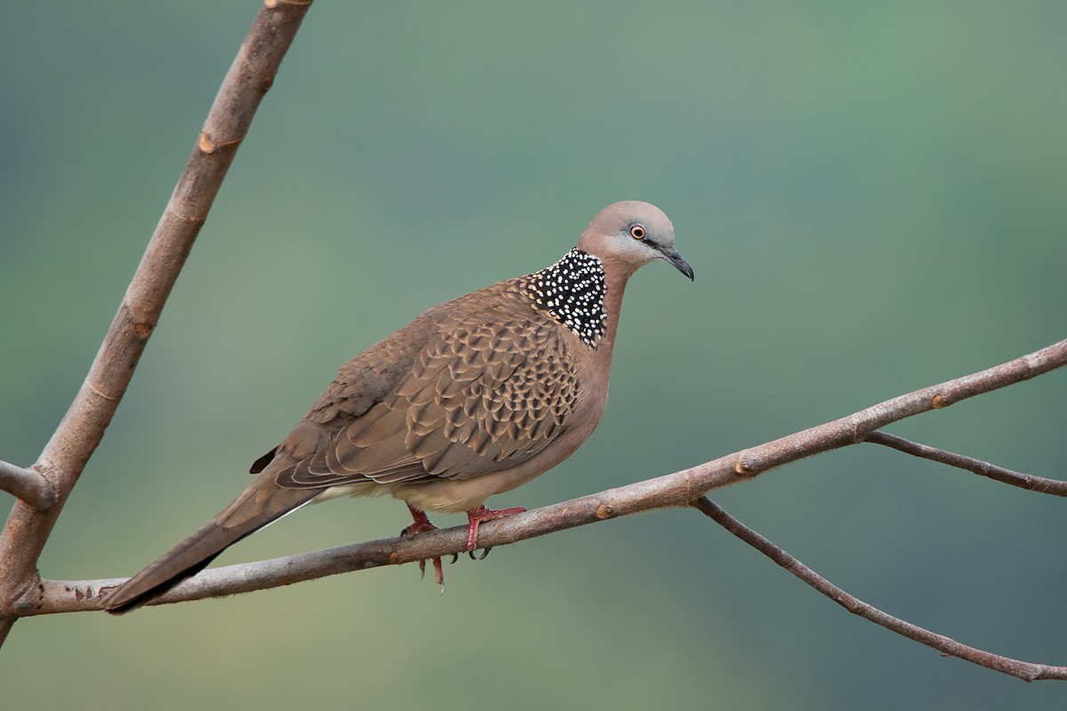 Spotted Dove (Eastern) - Ayuwat Jearwattanakanok