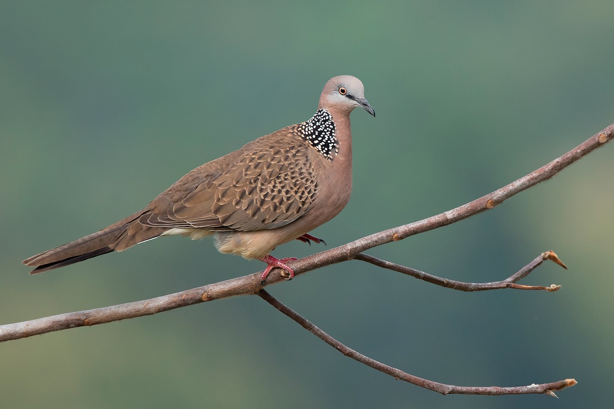 Spotted Dove (Eastern) - Ayuwat Jearwattanakanok