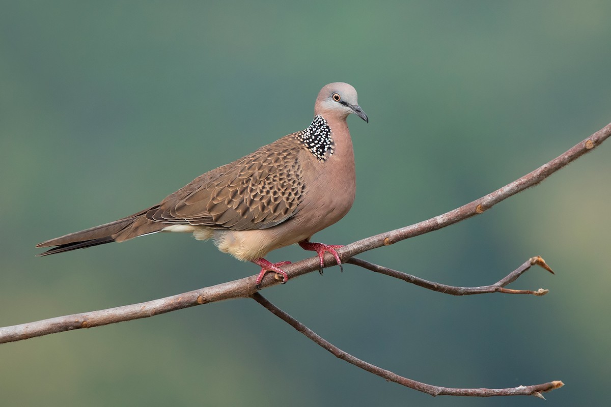 Spotted Dove (Eastern) - Ayuwat Jearwattanakanok