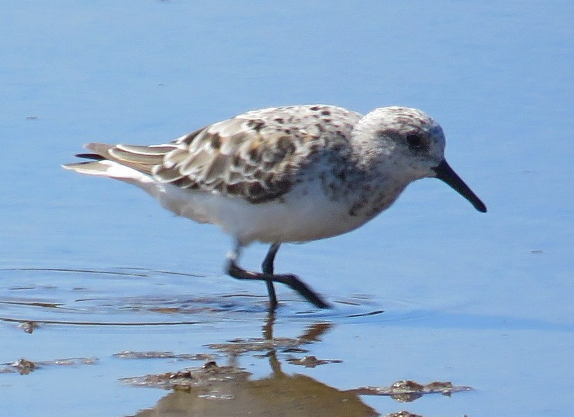 Sanderling - ML278580501