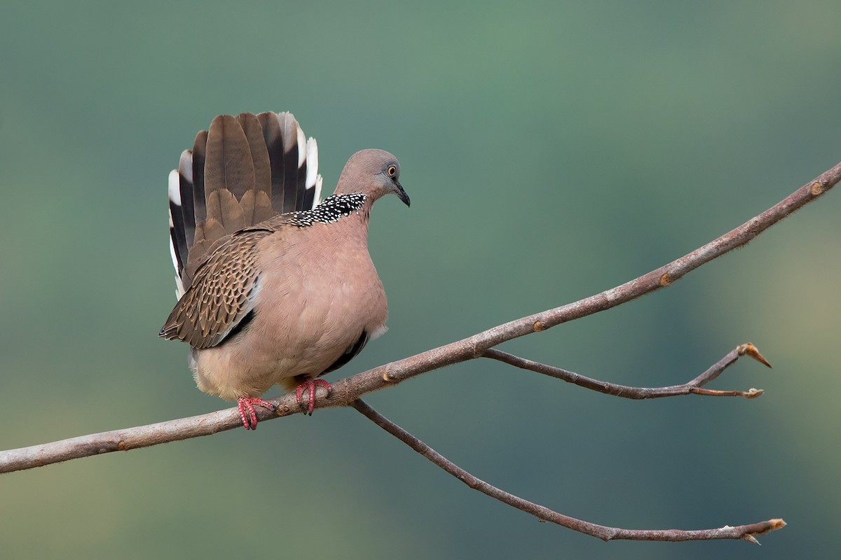 Spotted Dove (Eastern) - Ayuwat Jearwattanakanok