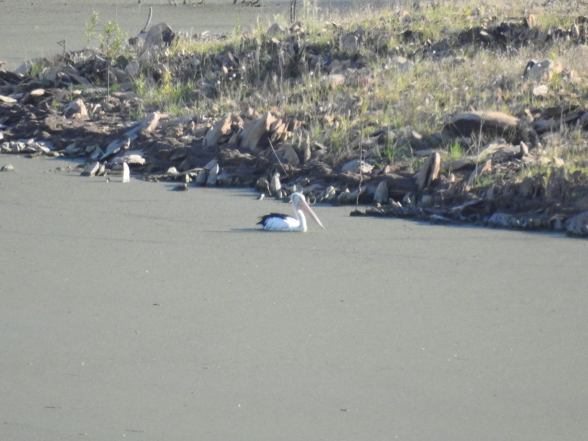 Australian Pelican - ML278580621