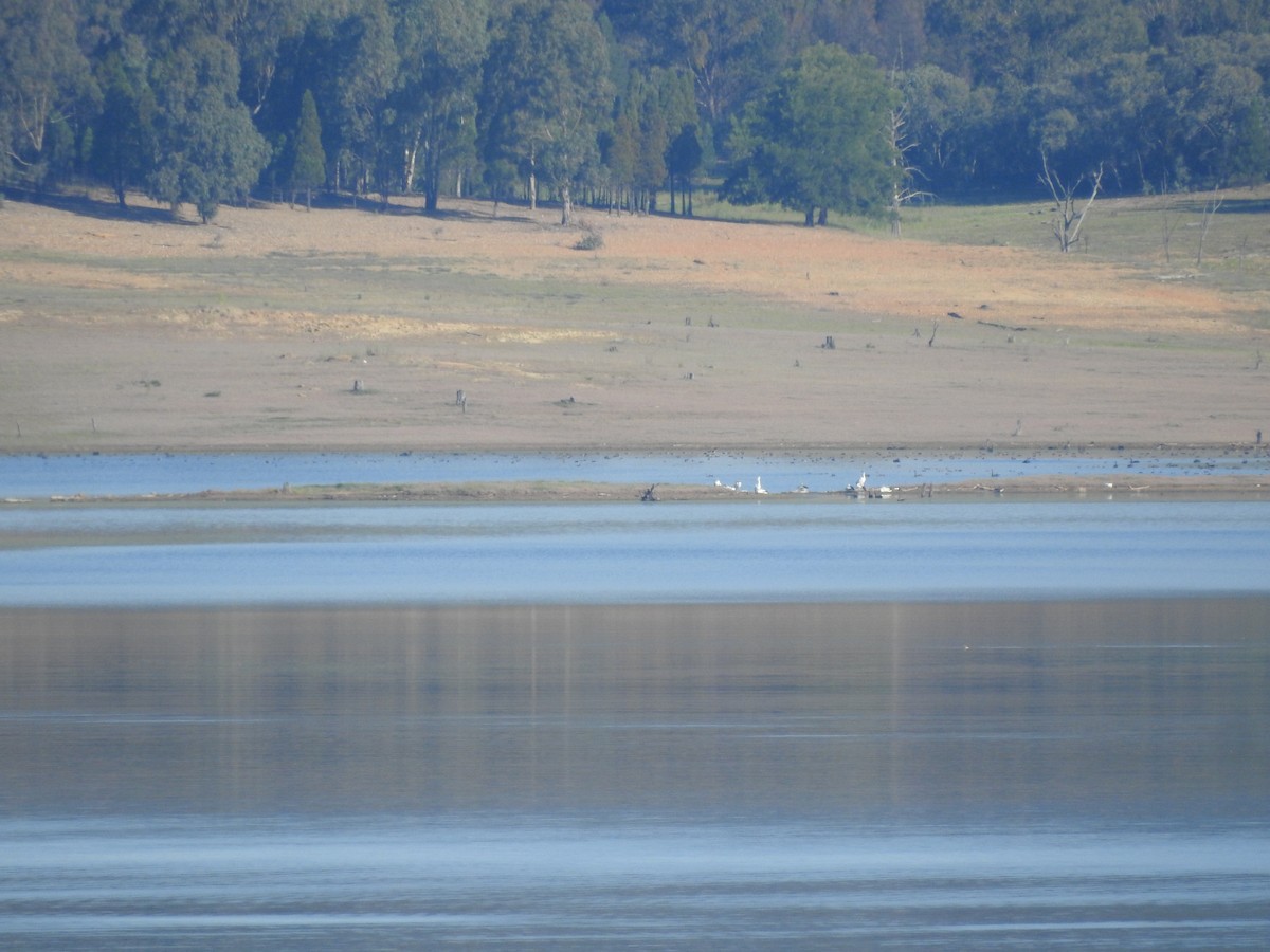 Black Swan - ML278580701