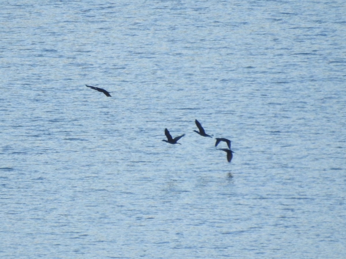Little Black Cormorant - ML278580731