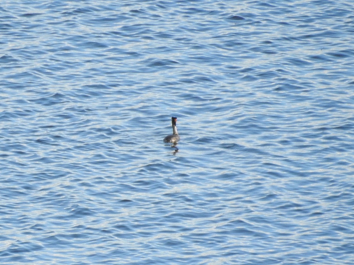 Great Crested Grebe - ML278580751