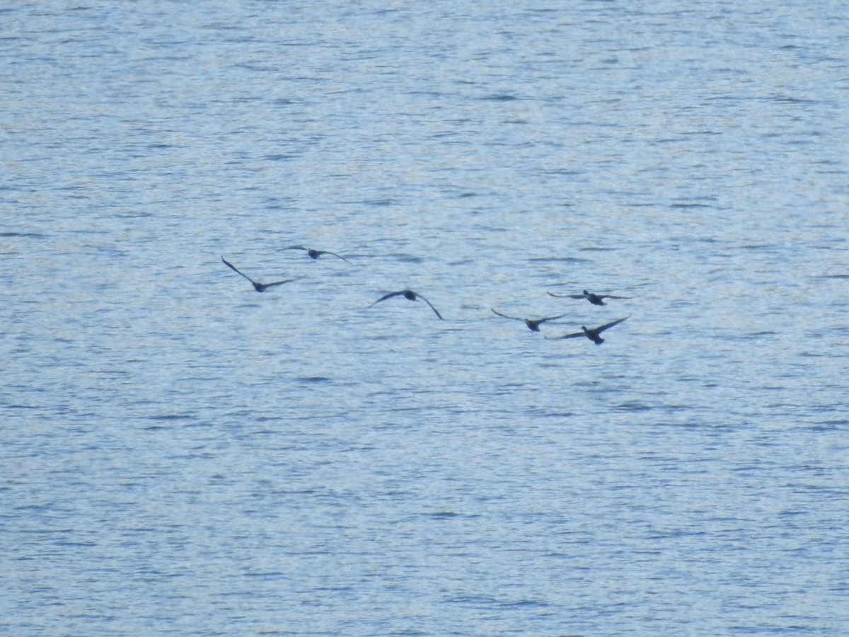 Little Black Cormorant - ML278580791
