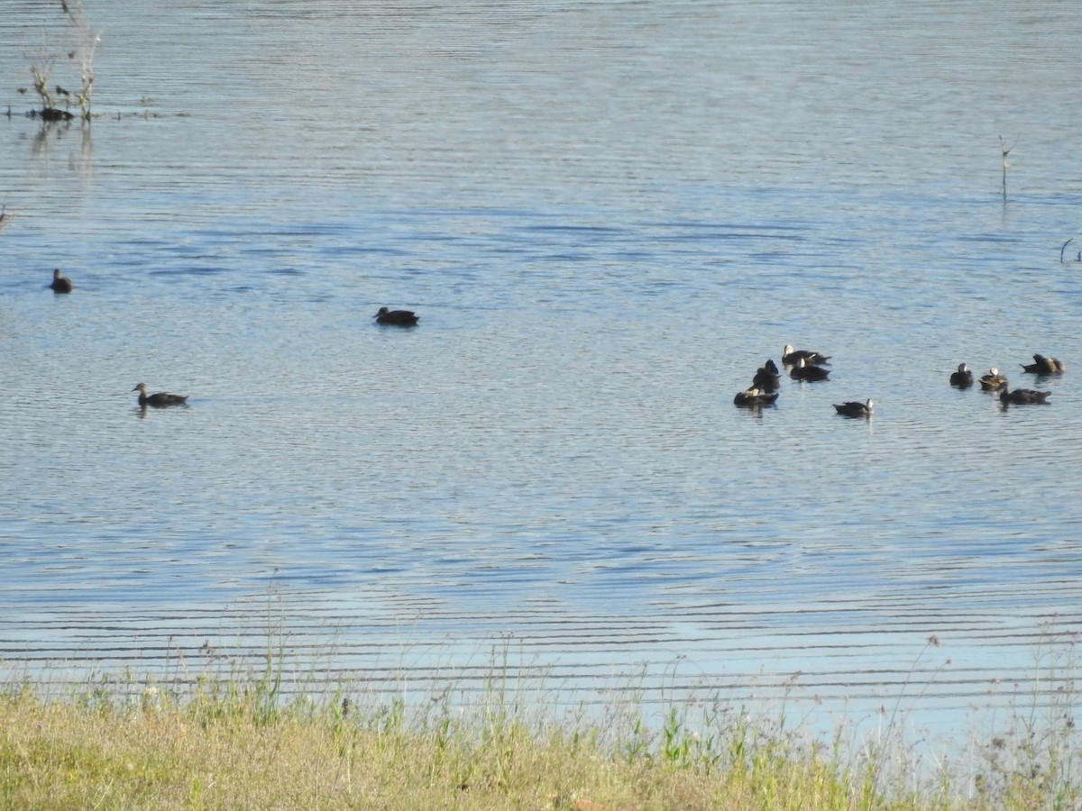 Pacific Black Duck - ML278580821