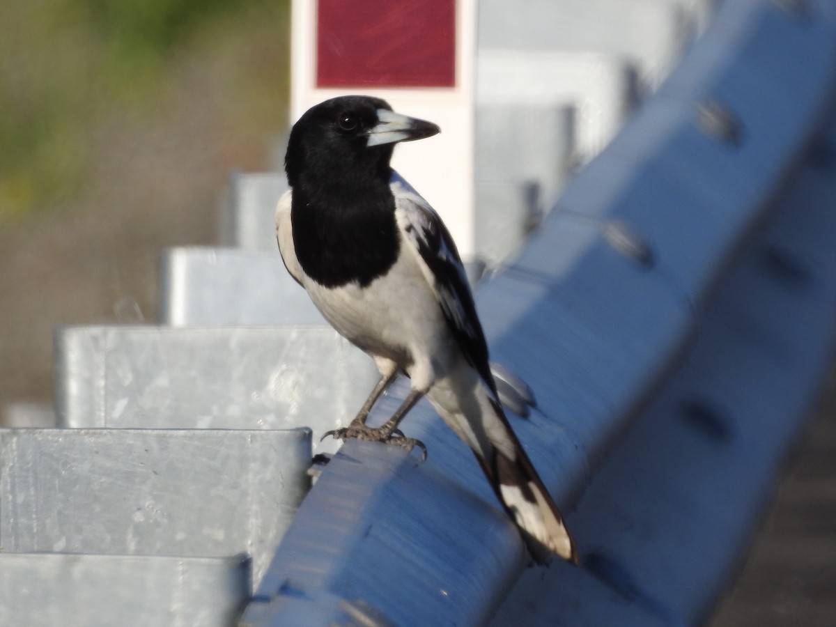 Pied Butcherbird - ML278580871