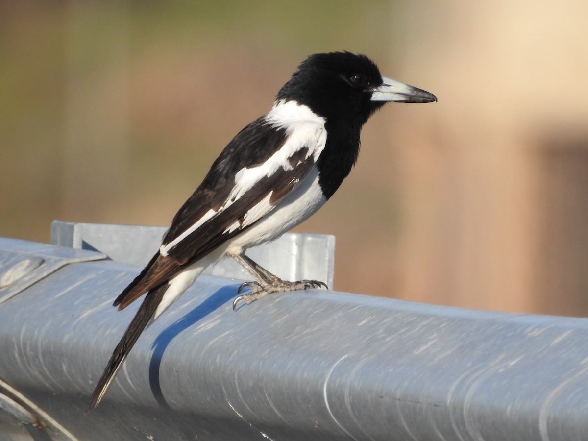 Pied Butcherbird - ML278580911