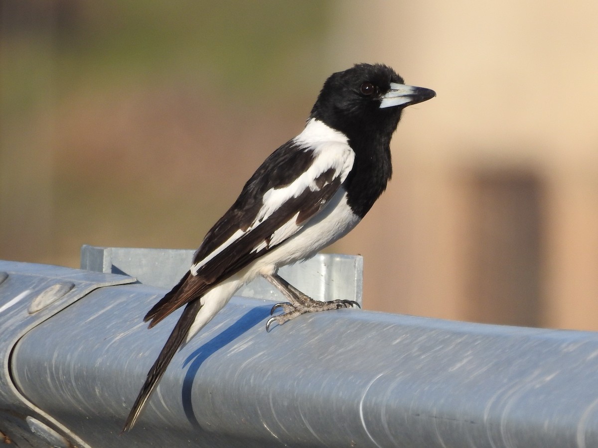 Pied Butcherbird - ML278580941