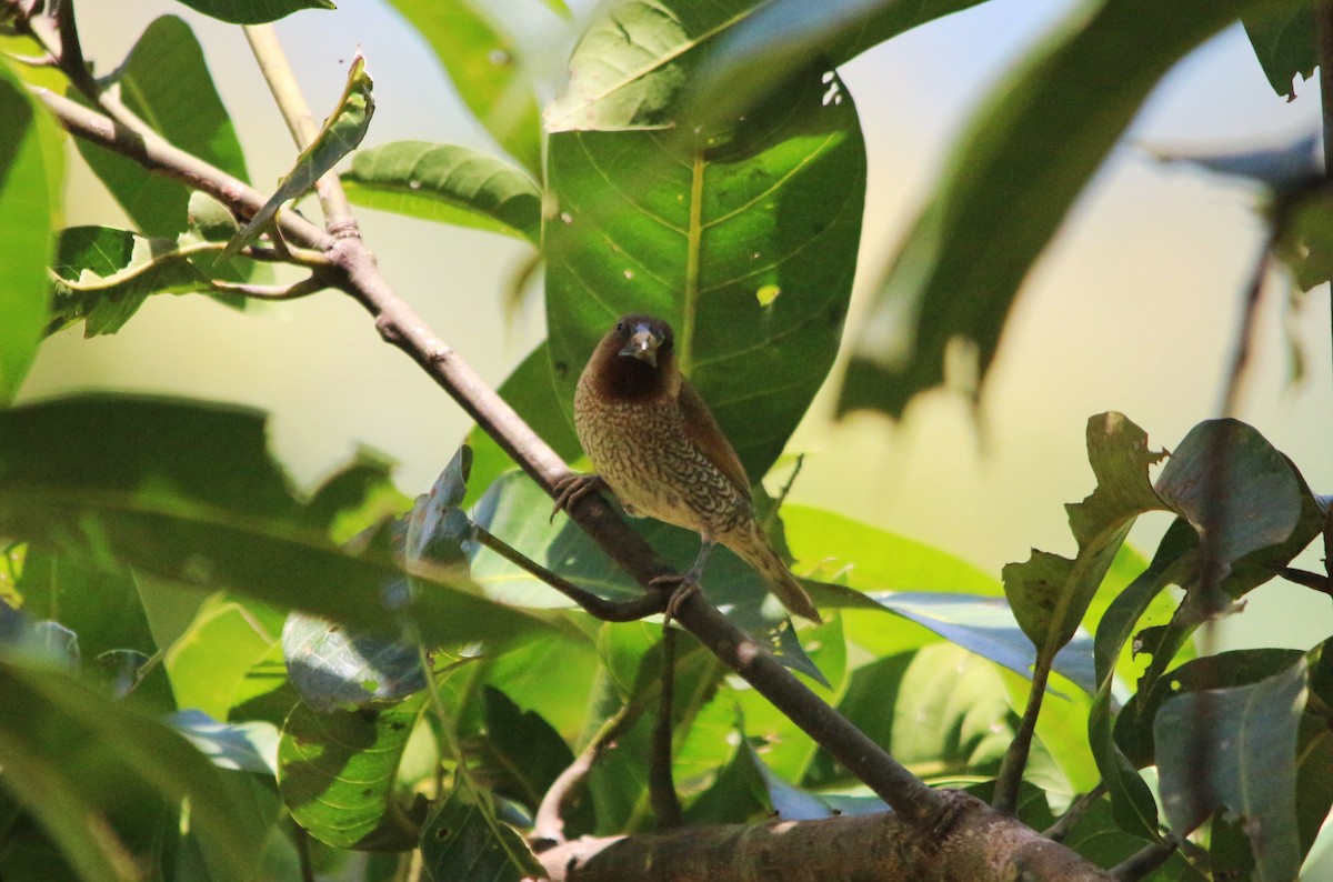 Scaly-breasted Munia - Matteo Brambilla