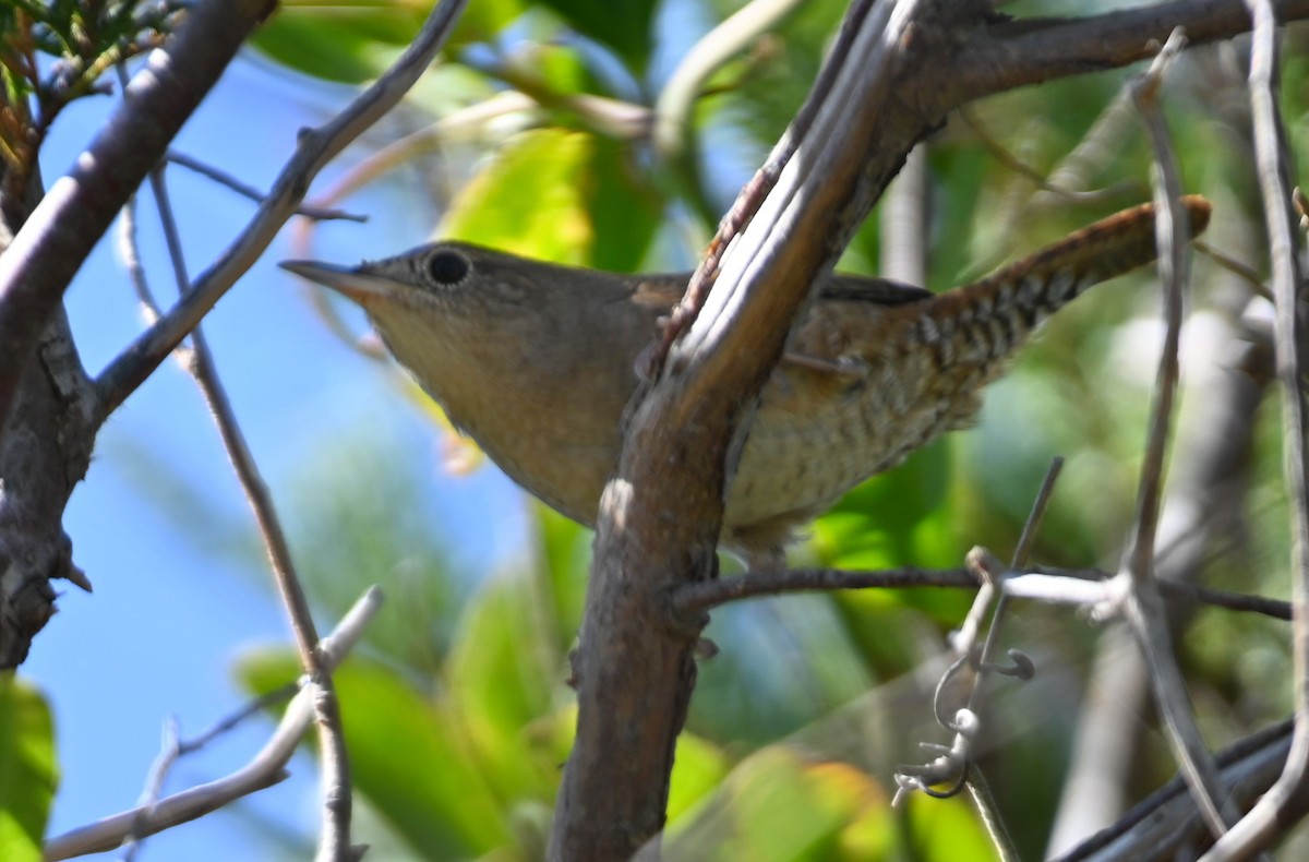 House Wren - ML278581421