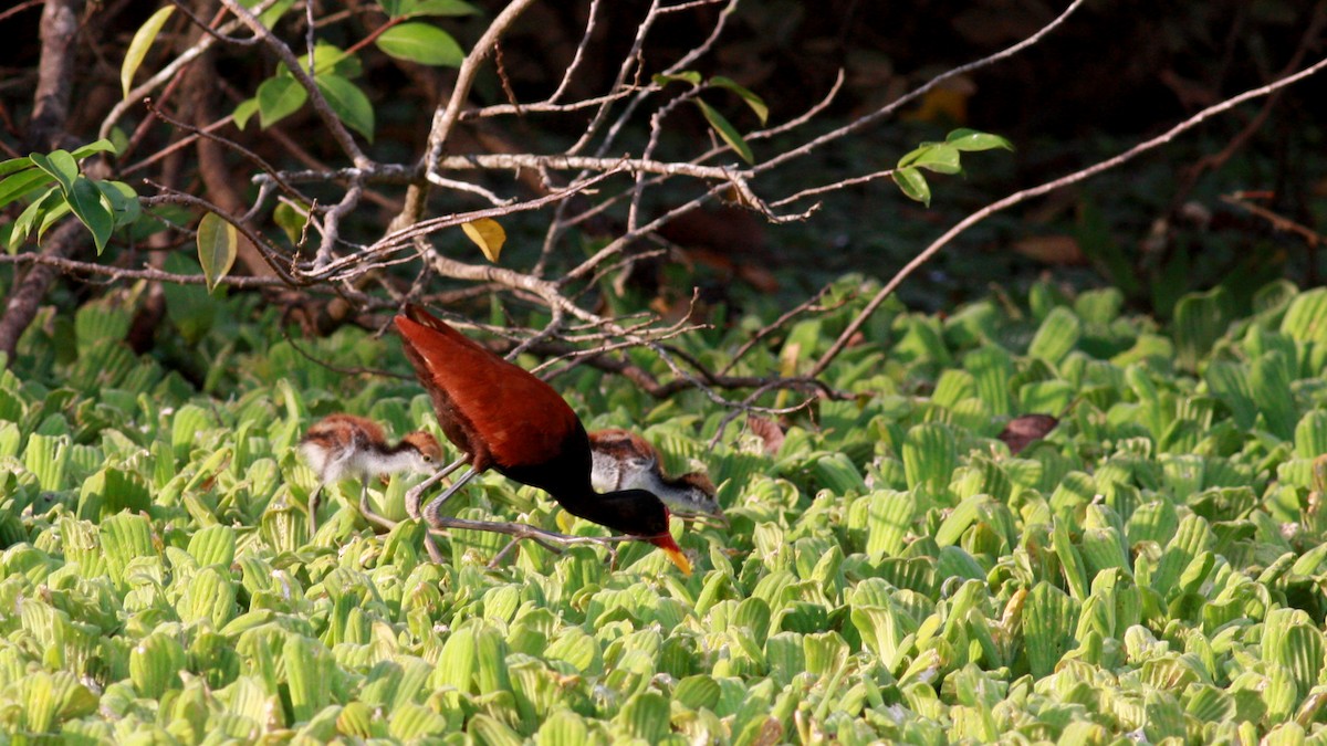 rødflikbladhøne (jacana gr.) - ML27858151