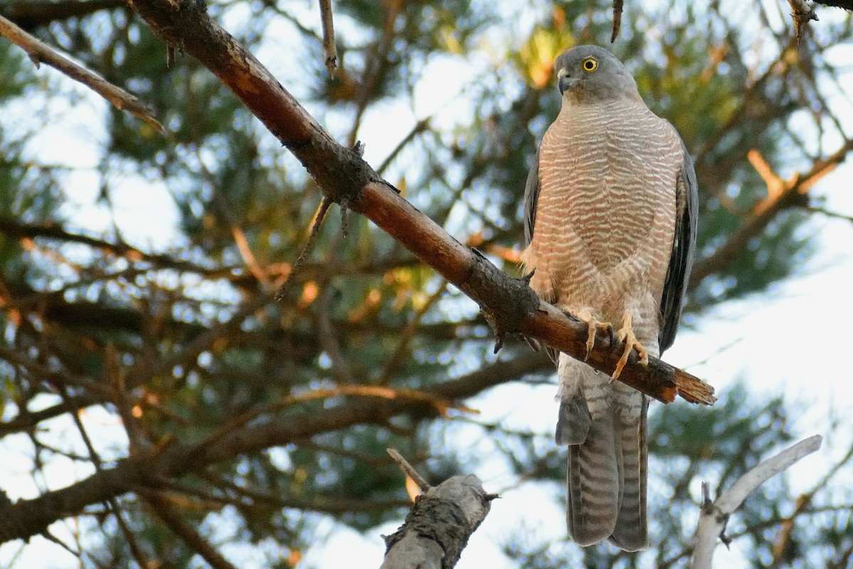 Collared Sparrowhawk - Ken Tay