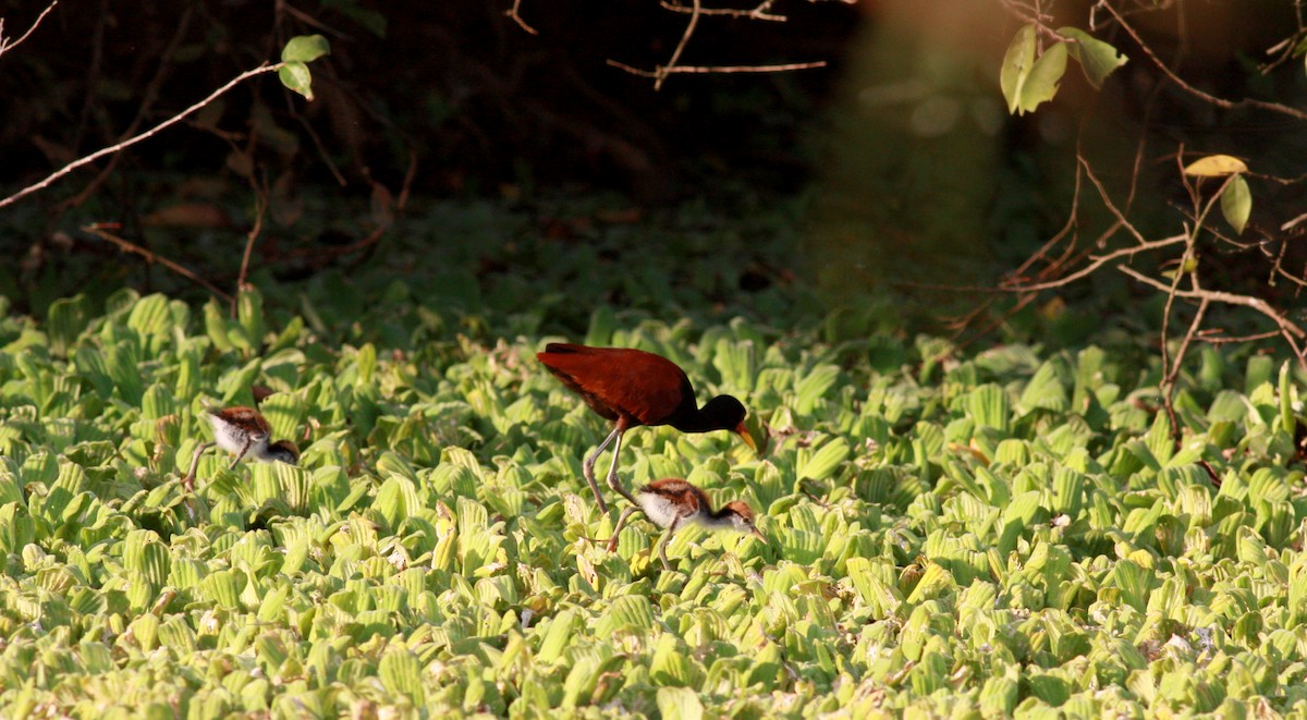 rødflikbladhøne (jacana gr.) - ML27858181