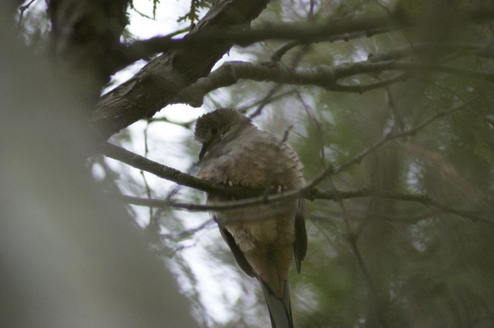 Inca Dove - ML278582591