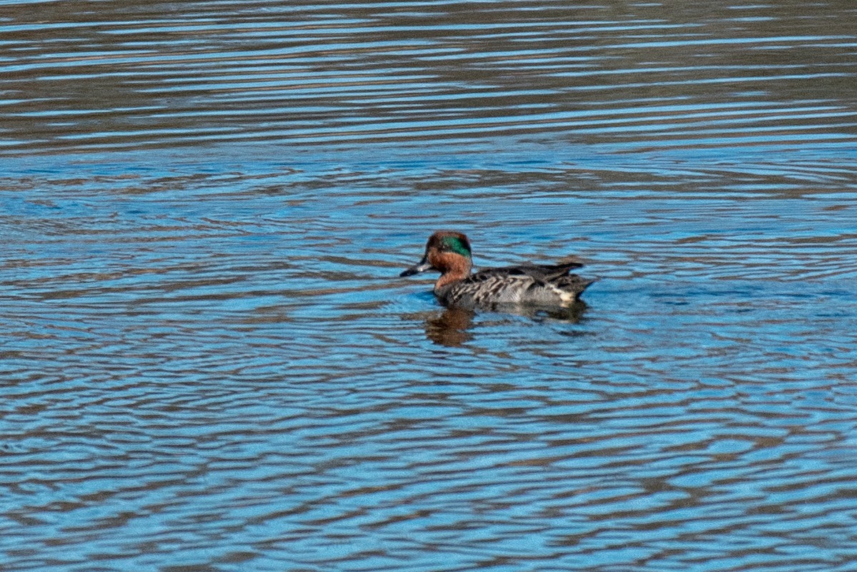 Green-winged Teal - ML278583451