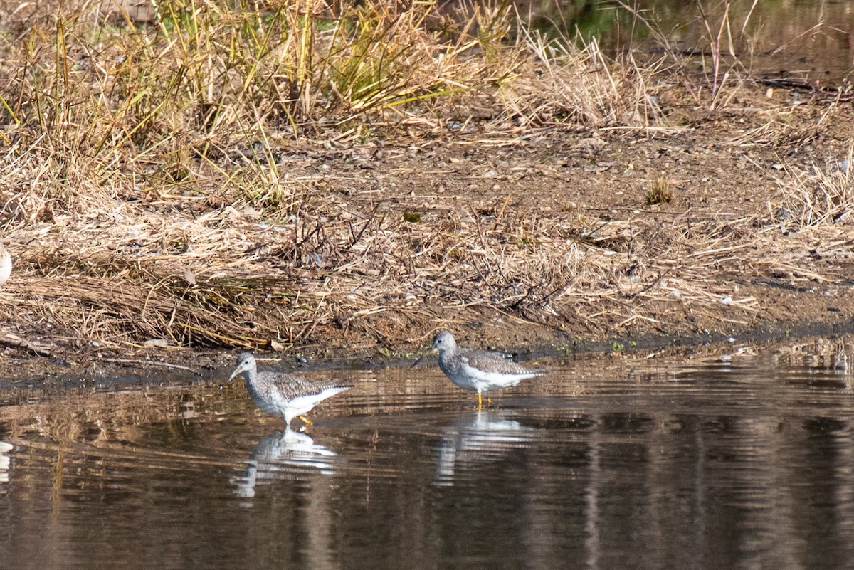 Greater Yellowlegs - ML278583481