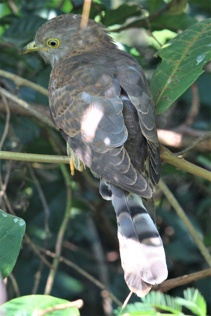 Common Hawk-Cuckoo - Ajay Sarvagnam