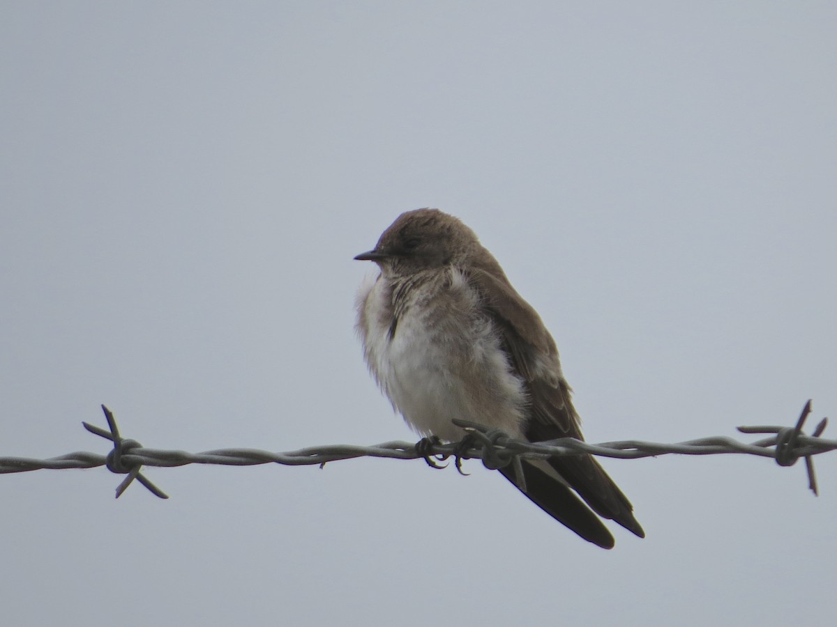 Northern Rough-winged Swallow - ML27858451