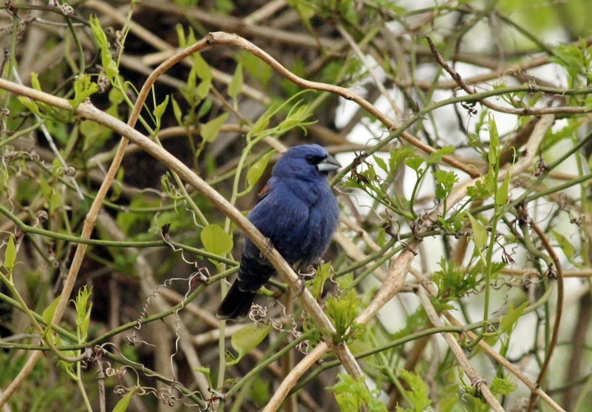 Blue Grosbeak - ML27858491