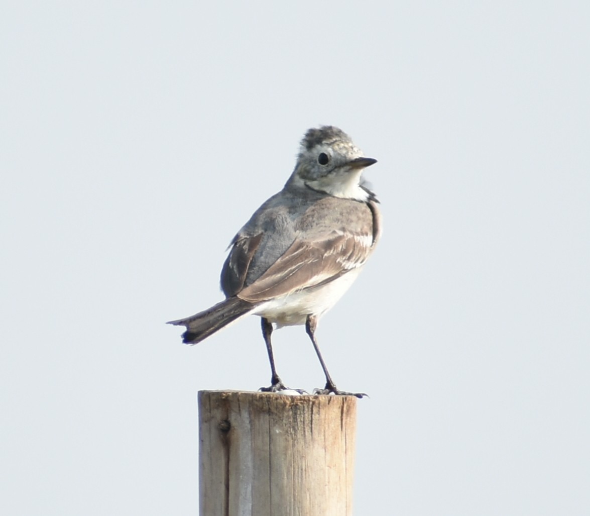 White Wagtail - ML278585481