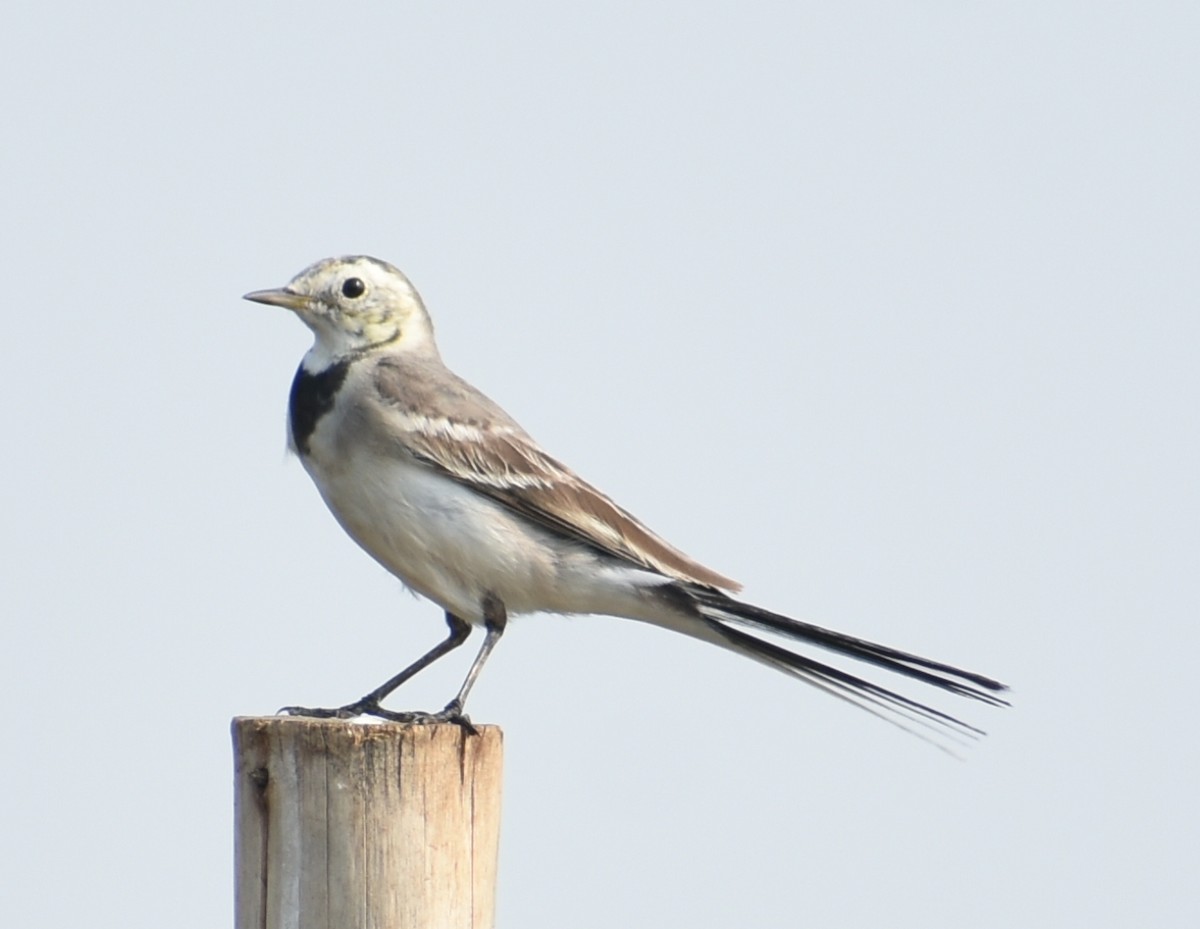 White Wagtail - Angeline Mano M