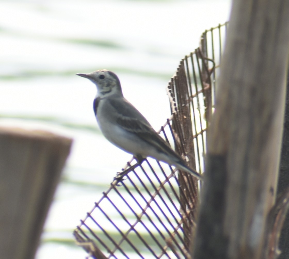 White Wagtail - Angeline Mano M