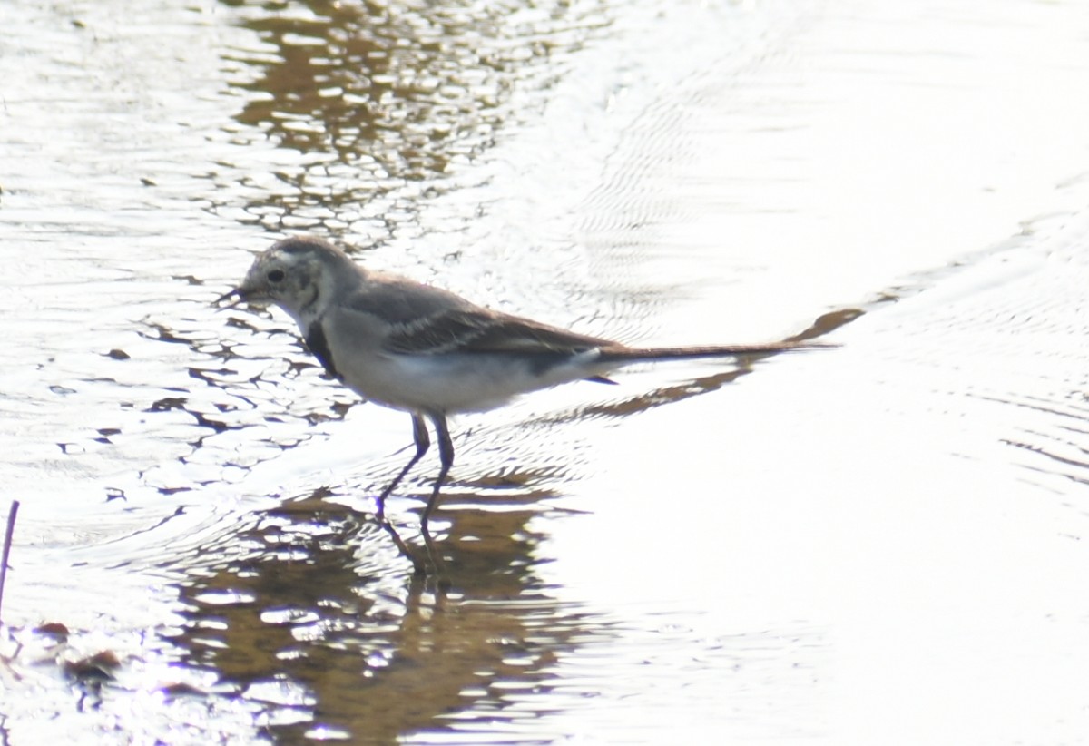 White Wagtail - Angeline Mano M