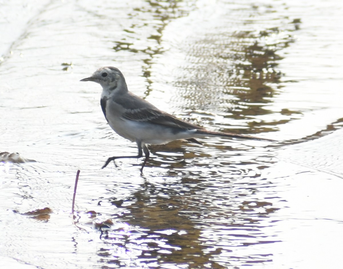 White Wagtail - Angeline Mano M