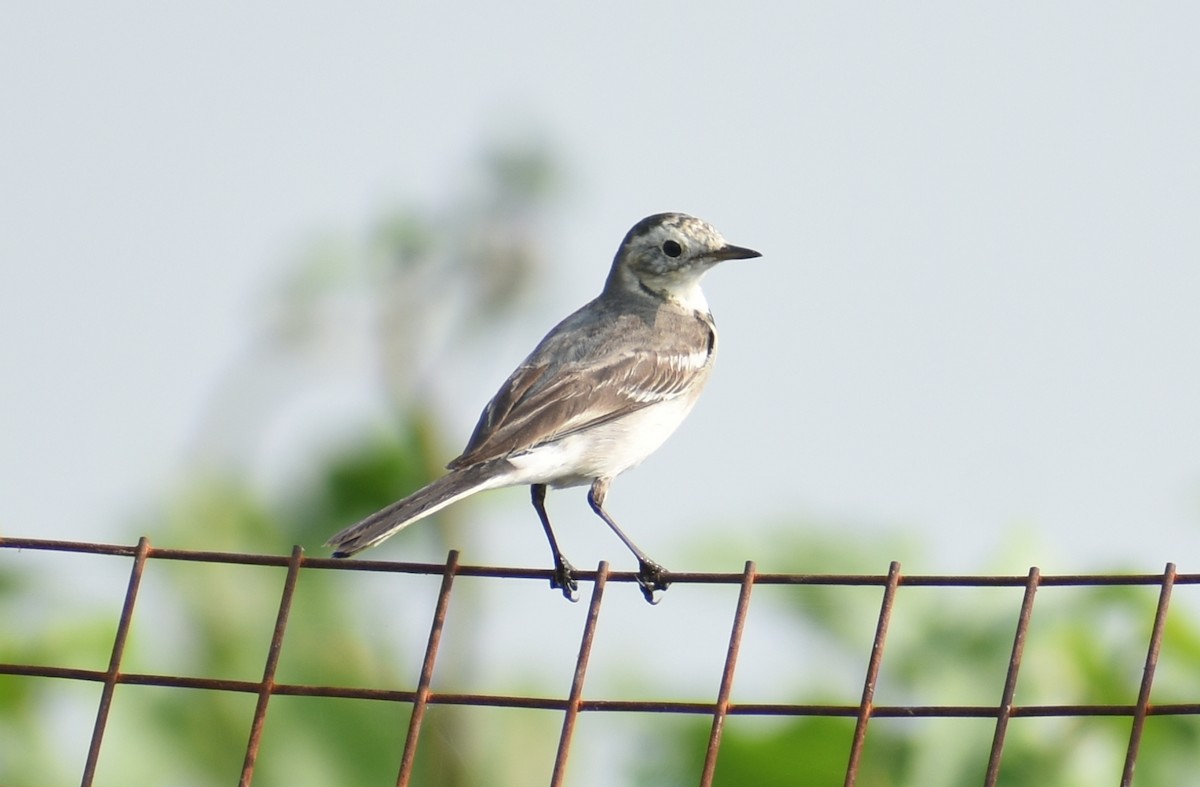 White Wagtail - ML278585571