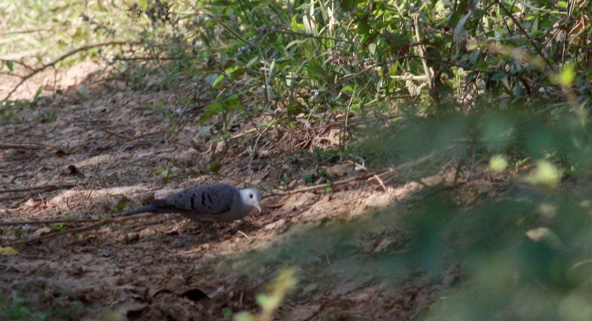 Blue Ground Dove - Jay McGowan