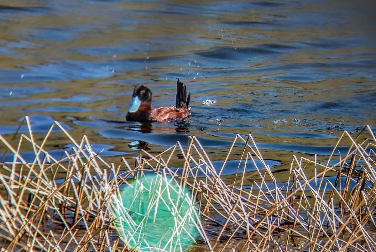 Andean Duck - ML278586961