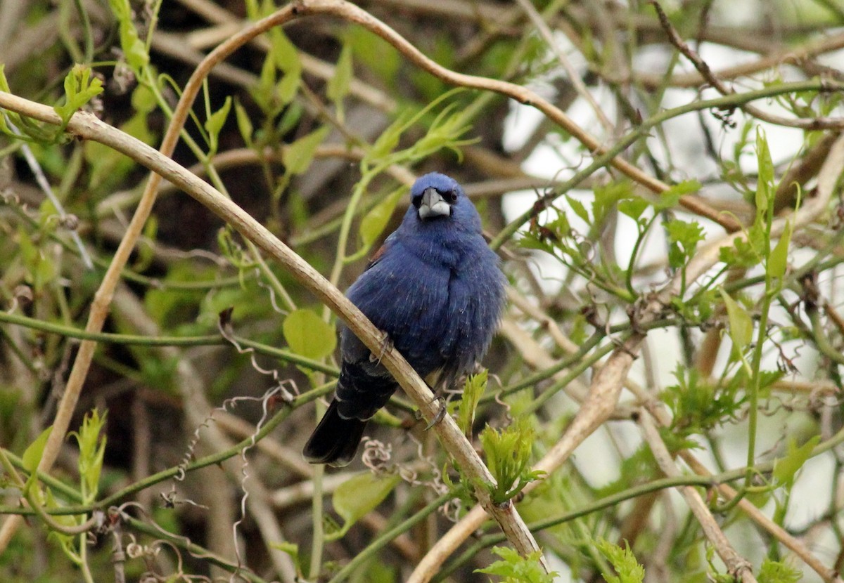 Blue Grosbeak - ML27858741