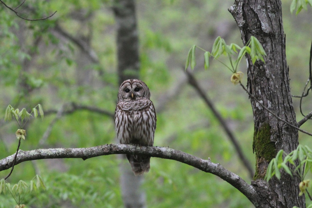 Barred Owl - ML27858781