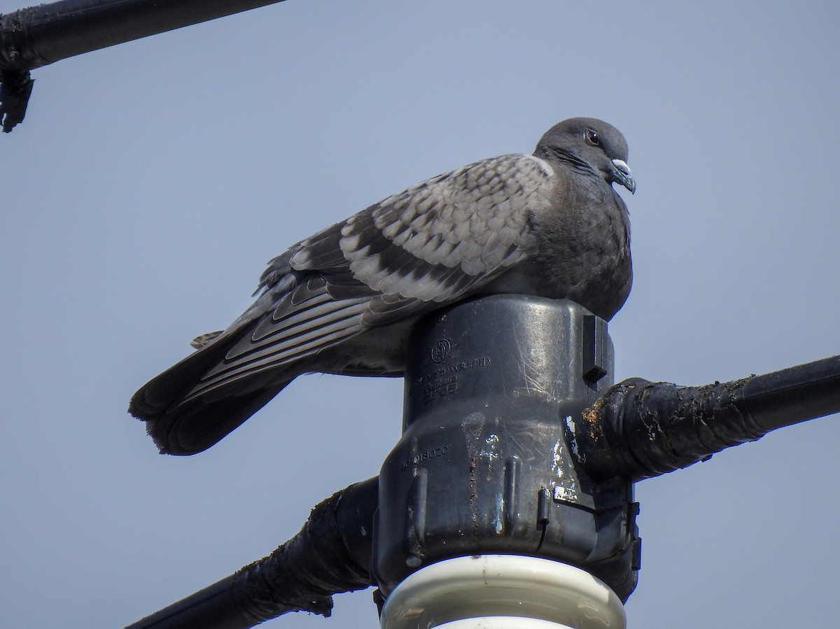 Хөхвөр тагтаа (суурин газрын) - ML278588271