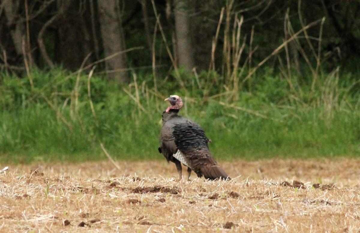 Wild Turkey - ML27858841