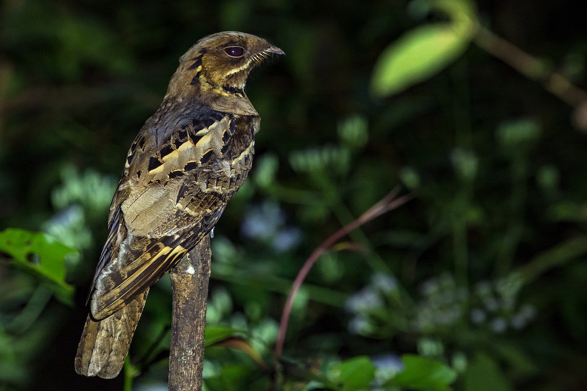 Jerdon's Nightjar - ML278588501