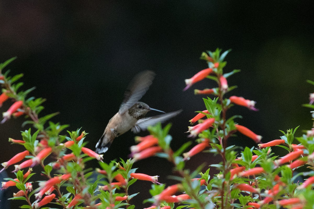 Rufous Hummingbird - ML278589041