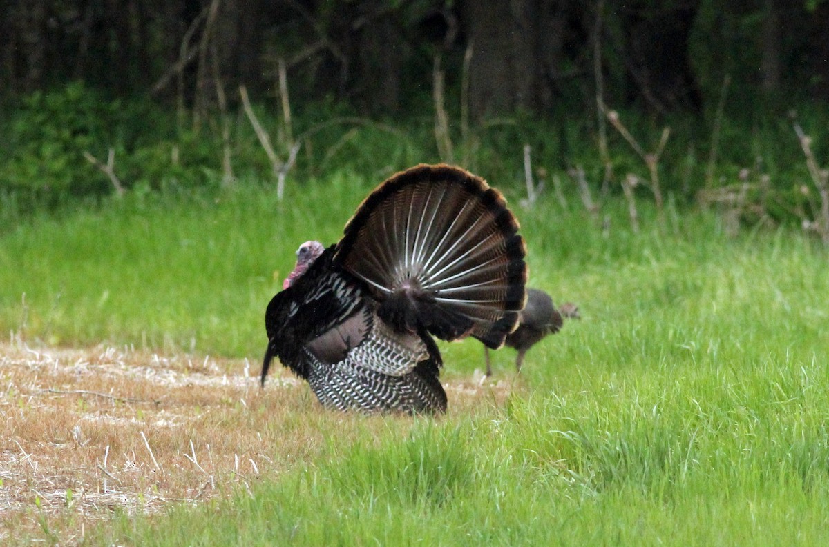 Wild Turkey - ML27858951