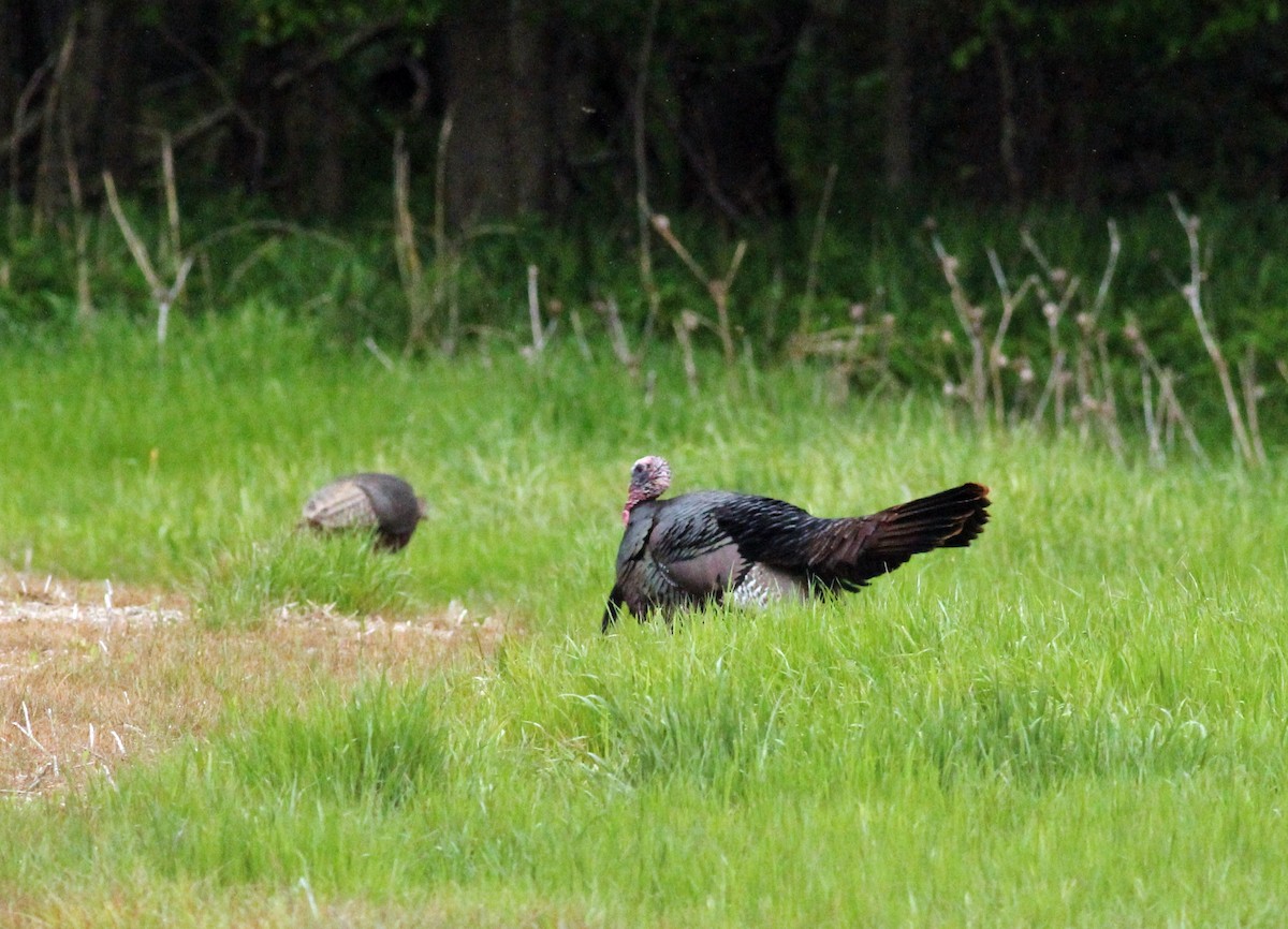 Wild Turkey - ML27858971