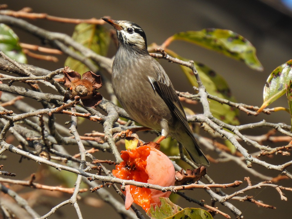 White-cheeked Starling - ML278590071