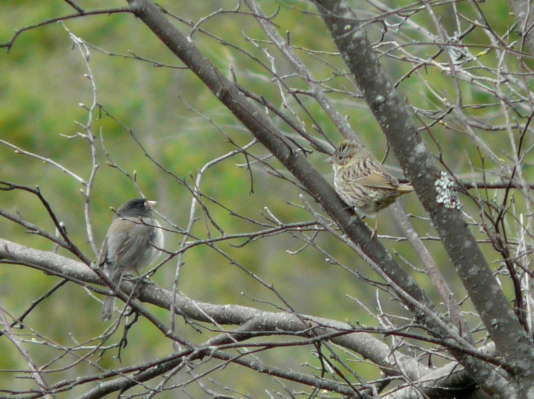 Lincoln's Sparrow - ML27859051