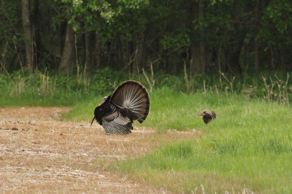 Wild Turkey - ML27859061