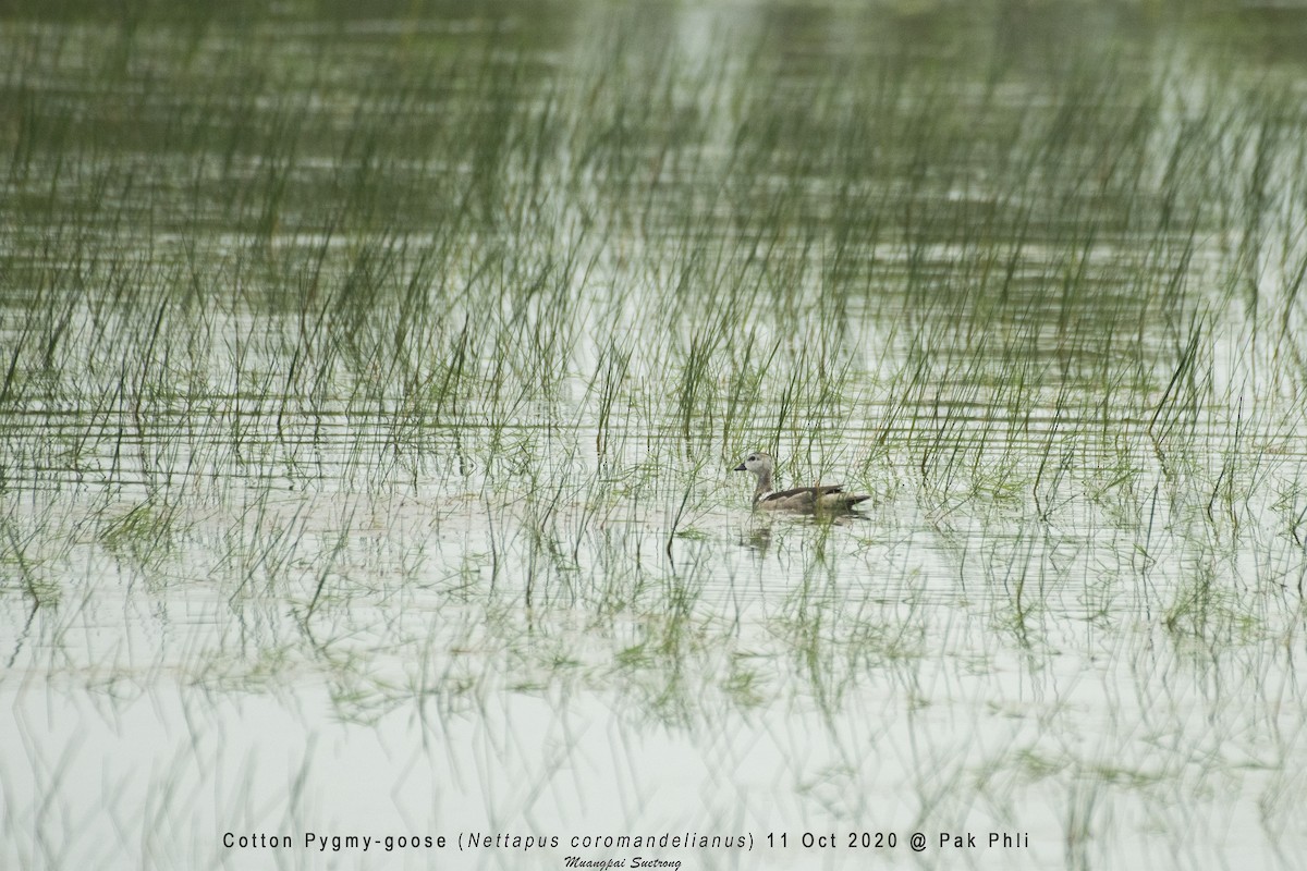 Cotton Pygmy-Goose - Muangpai Suetrong