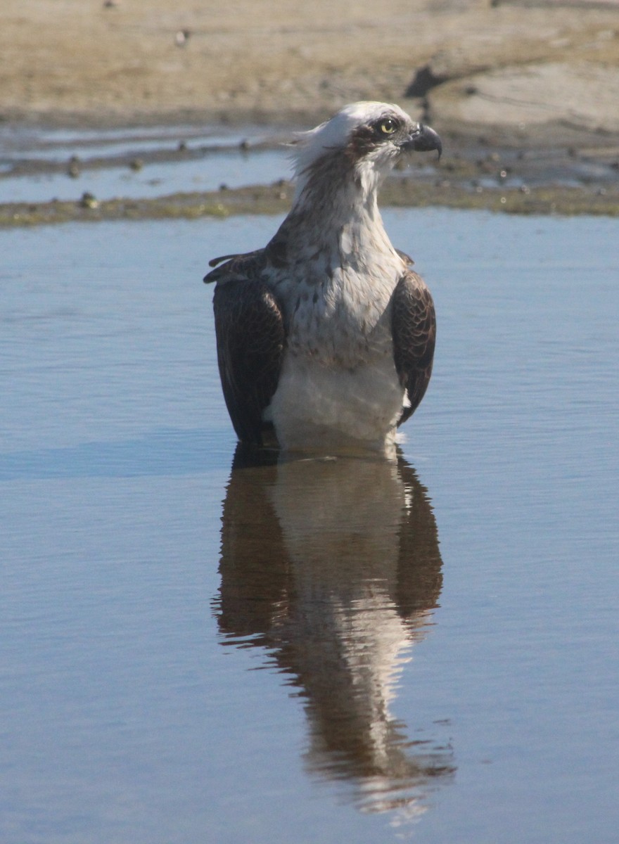 Águila Pescadora - ML278591391